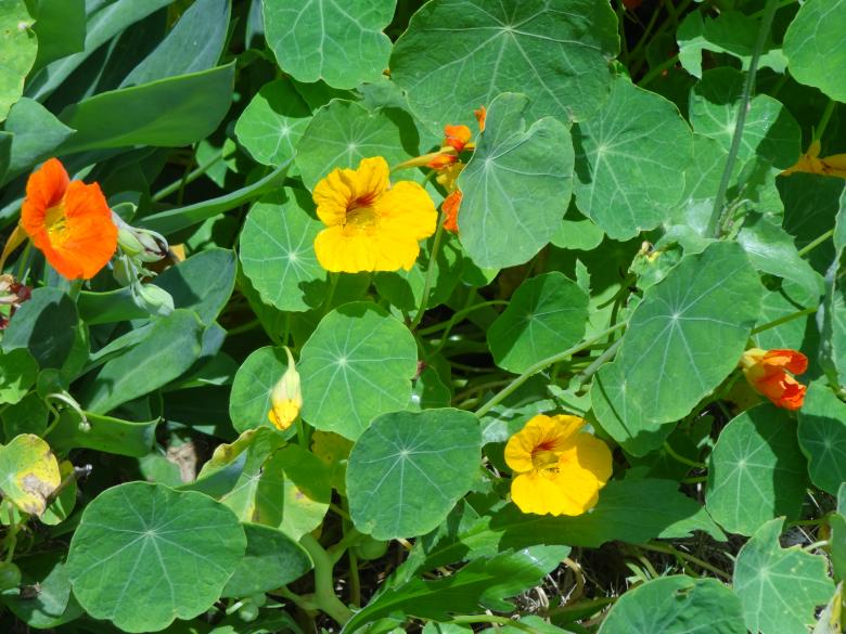Free stock image of Yellow Flowers on Green Background created by Mikel Tana