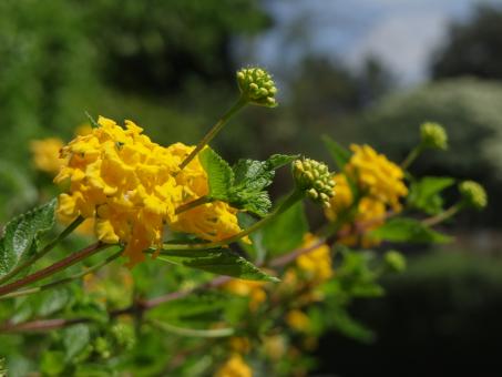 Row of Yellow Flowers - Free Stock Photo