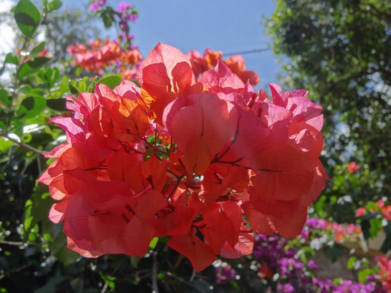 Free stock image of Blooming Pink Flower created by Mikel Tana
