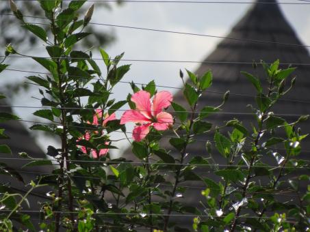 Pink Flower Behind Fence - Free Stock Photo