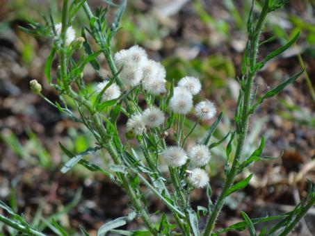 Small White Dandelions on Green Plant - Free Stock Photo