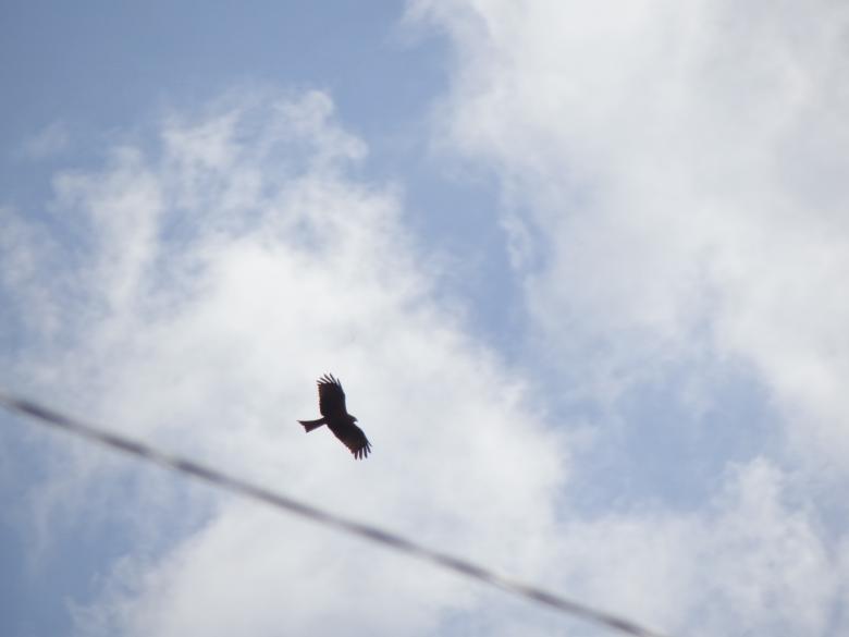 Free stock image of Flying Eagle created by Mikel Tana