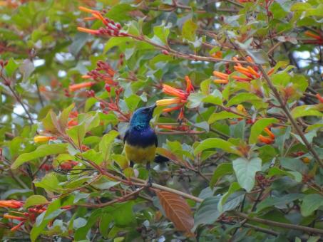 Blue Bird on Branch Feeding - Free Stock Photo