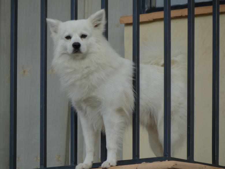 Free stock image of Dog on Balcony created by Mikel Tana