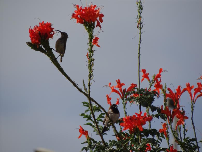 Free stock image of Birds Near Red Flowers created by Mikel Tana