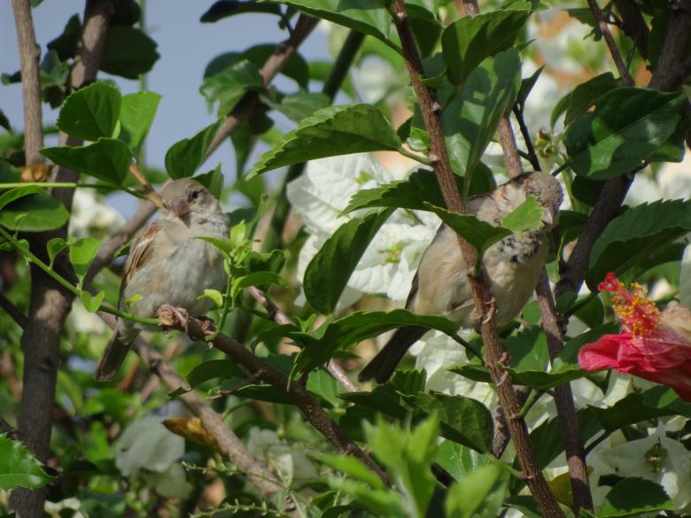 Free stock image of Two Birds on a Branch created by Mikel Tana