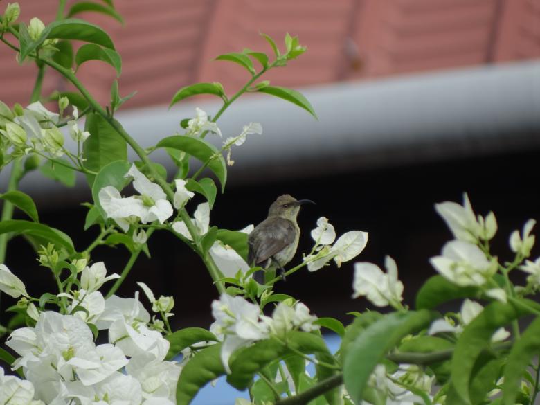 Free stock image of Bird surrounded with flowers created by Mikel Tana