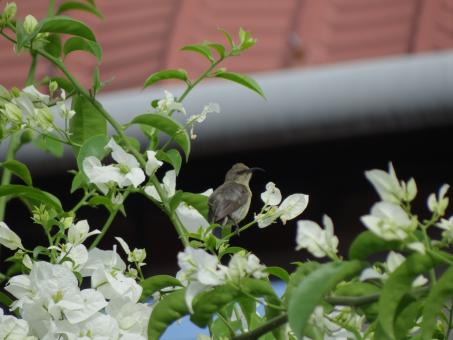 Bird surrounded with flowers - Free Stock Photo