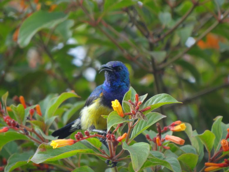 Free stock image of Blue Bird on Branch created by Mikel Tana