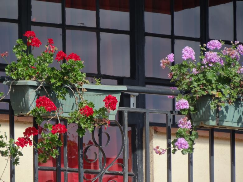 Free stock image of Beautiful flowers on Balcony created by Mikel Tana