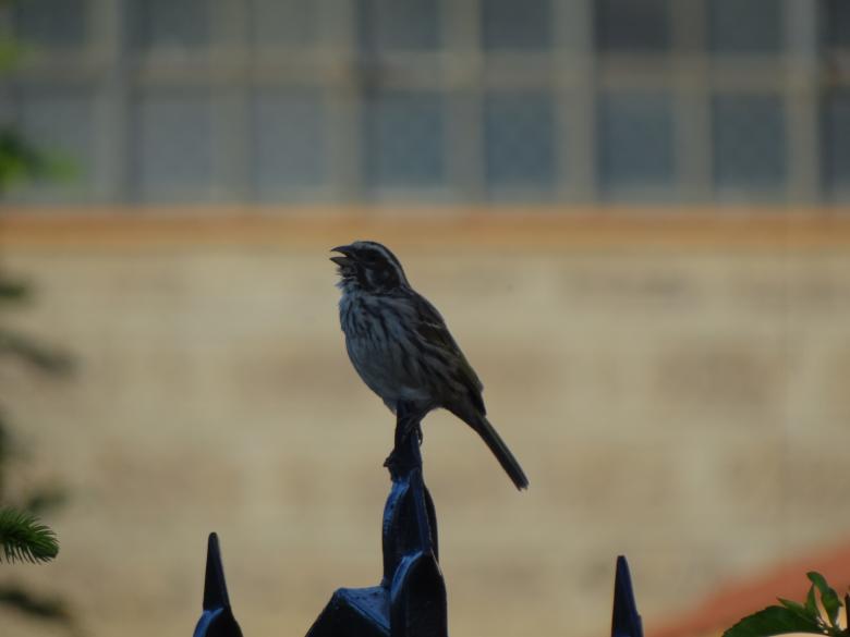 Free stock image of Chirping Bird on a Gate Pole created by Mikel Tana