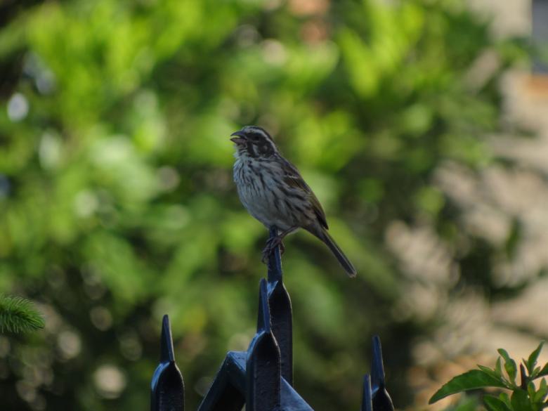 Free stock image of Singing Bird on Fence created by Mikel Tana