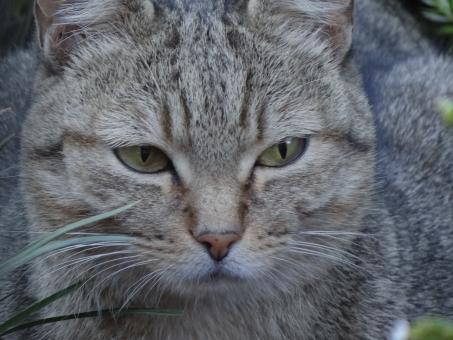 Grey Cat Eyes - Free Stock Photo