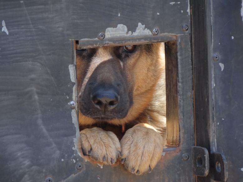 Free stock image of Peeping Dog created by Mikel Tana