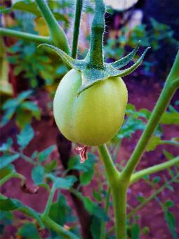 Free Stock Photo of Unripe Green Tomato