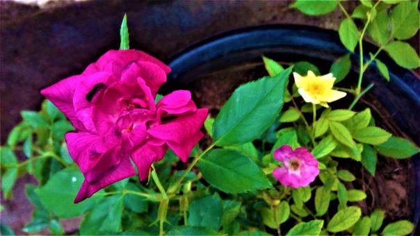 Free Stock Photo of Purple Rose