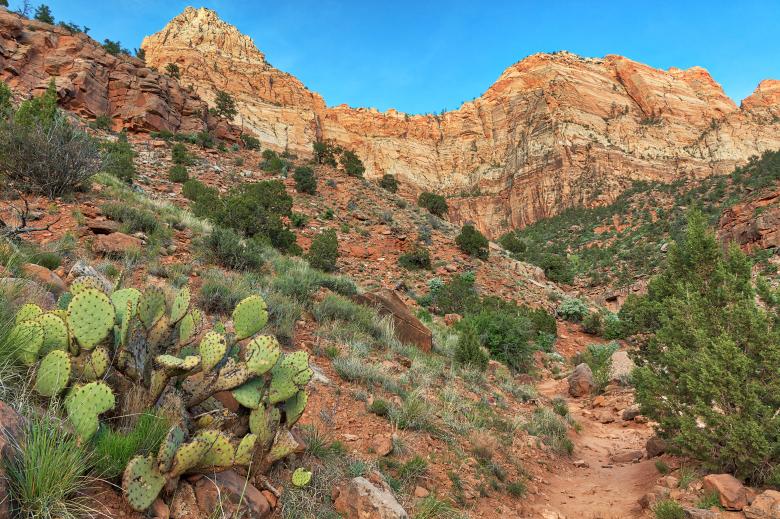 Free stock image of Cactus Mountain Trail created by Nicolas Raymond