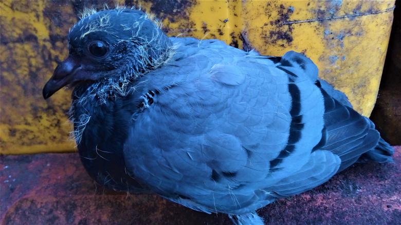 Free stock image of Baby Pigeon created by Infinity Focus