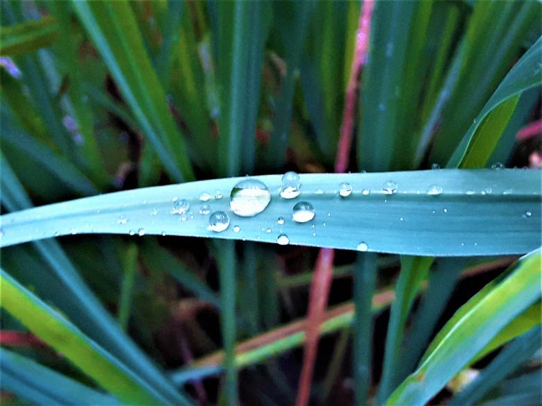 Free stock image of Water Drops on the Leaf created by Infinity Focus