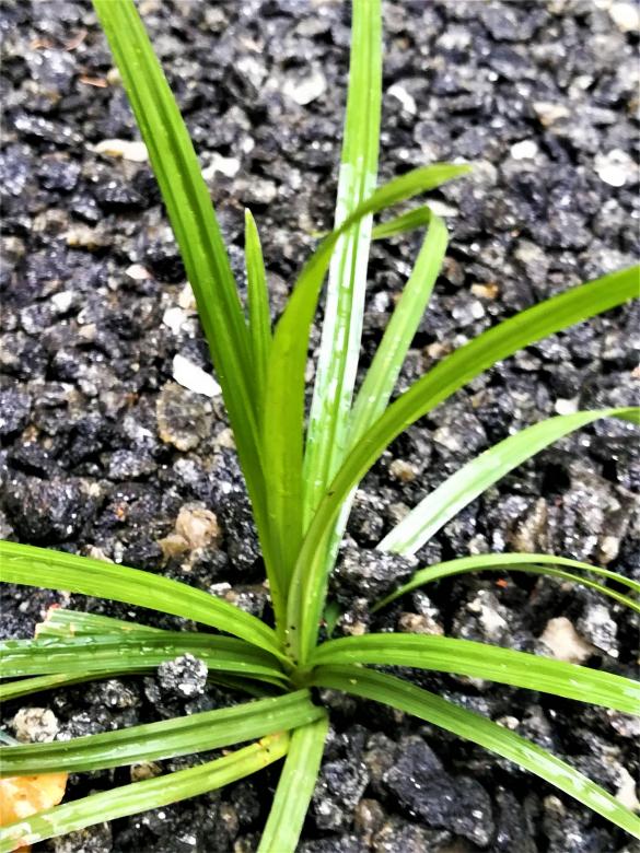 Free stock image of Small Green Grass Plant  created by Infinity Focus