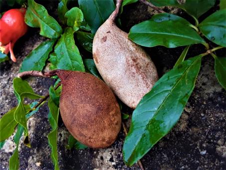 Tamarind Fruit - Free Stock Photo
