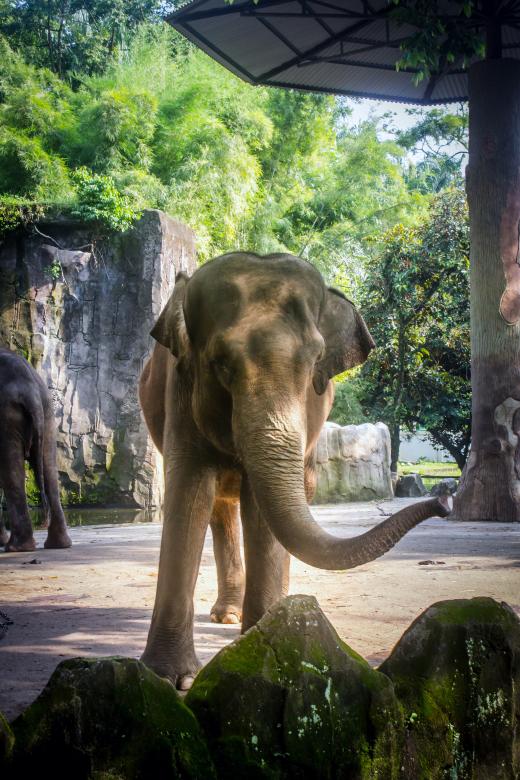 Free stock image of Asian Elephant in Zoo created by sapiduduk
