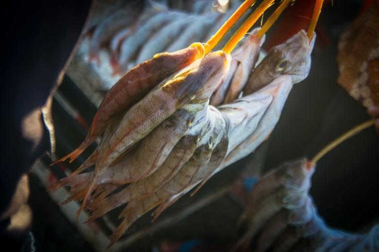Free stock image of Fresh Fish Stack Hanging created by sapiduduk