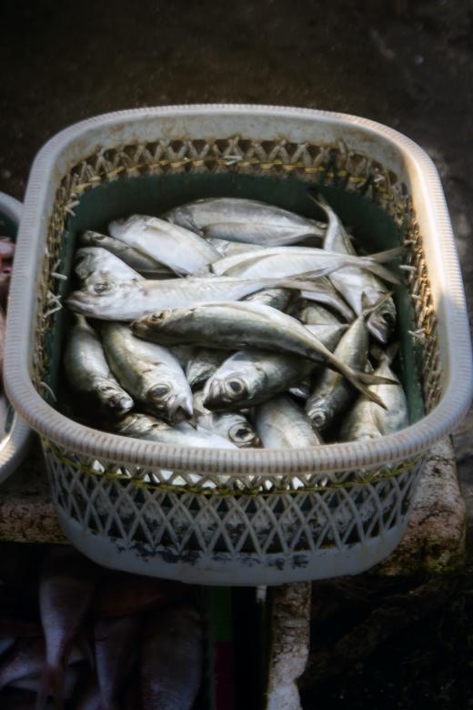 Free stock image of Basket of Fresh Fish created by sapiduduk