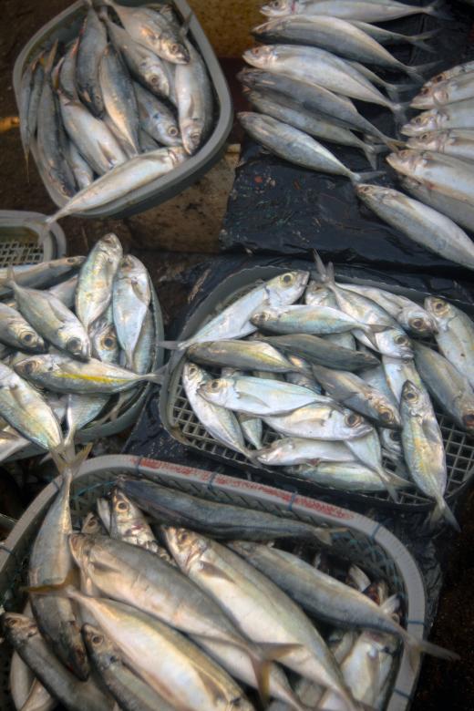 Free stock image of Fresh Fish in the Market created by sapiduduk