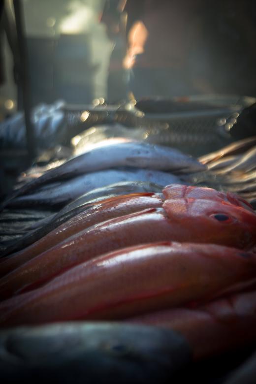 Free stock image of Fresh Fish Market created by sapiduduk
