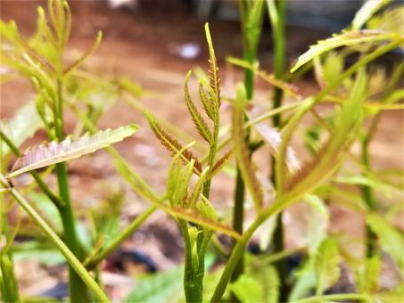 Free Stock Photo of Neem Plant and Leaves