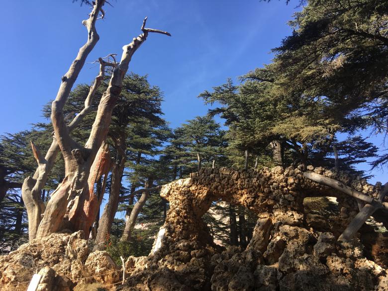 Free stock image of Dead Tree in Arz Forest created by Karem