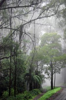 Forest In Fog