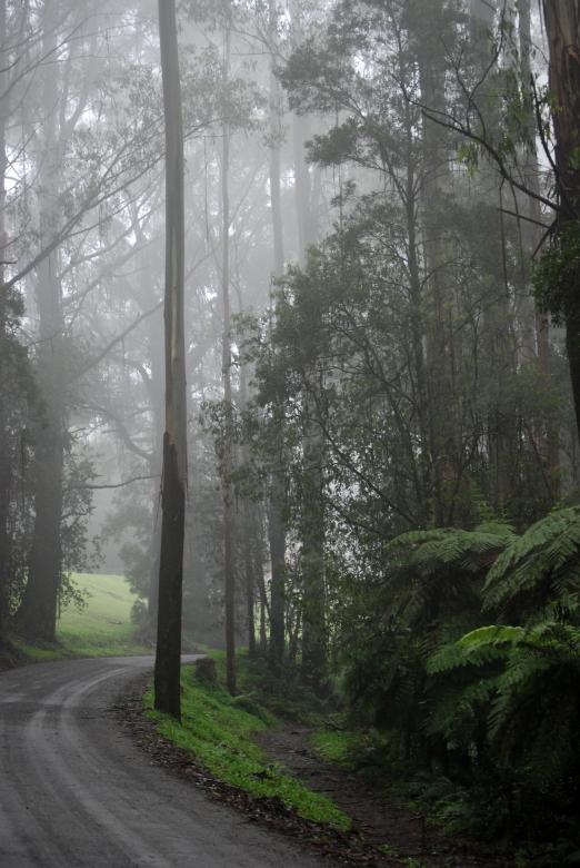 Free stock image of Misty Road in the Woods created by Paul Macallan
