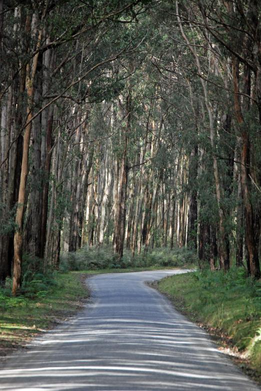 Free stock image of Road Through the Forest created by Paul Macallan