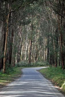 Road Through the Forest