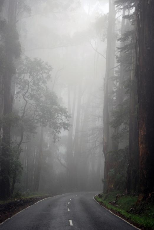 Free stock image of Misty Forest created by Paul Macallan