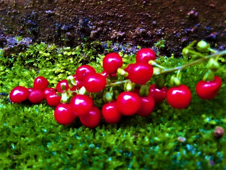 Free stock image of Red Round Small Berries created by Infinity Focus