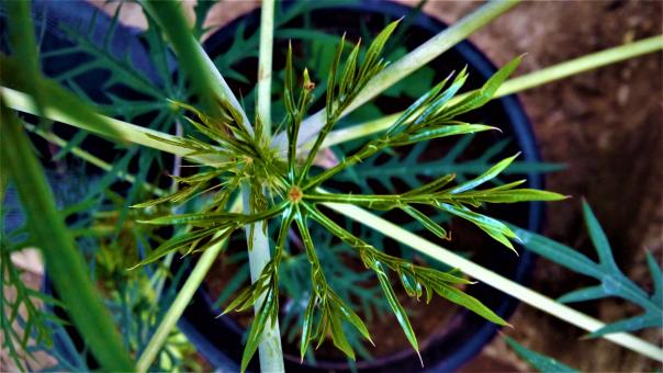 Free Stock Photo of Green Pot Plant Leaf