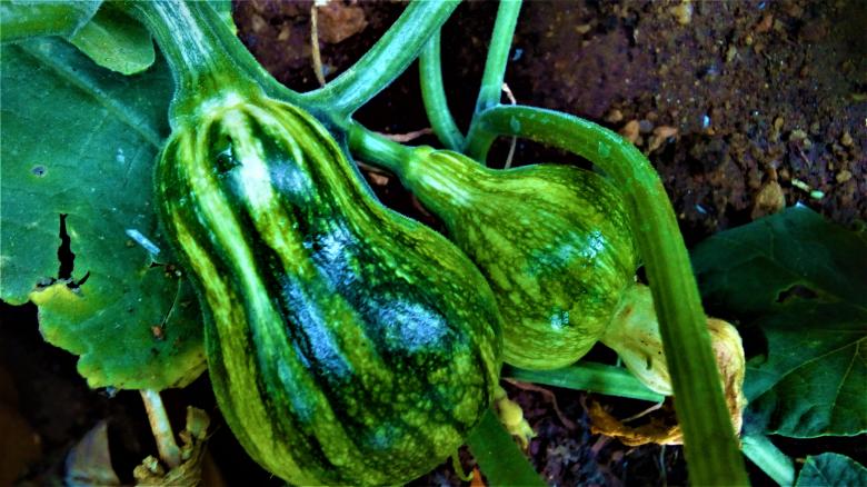 Free stock image of Green Pumpkin Growing created by Infinity Focus