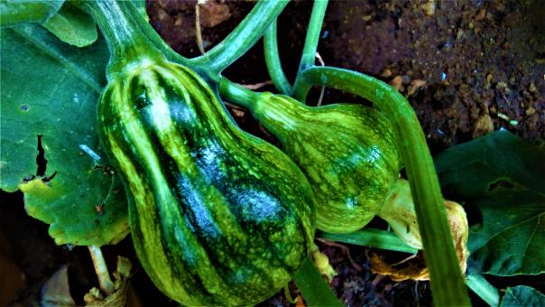 Free Stock Photo of Green Pumpkin Growing
