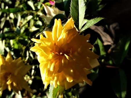 Free Stock Photo of Yellow Rose in Garden