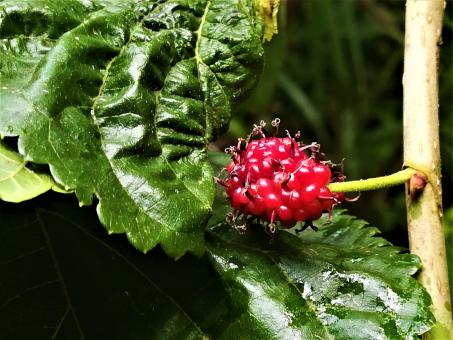Free Stock Photo of Small Red Fruit 