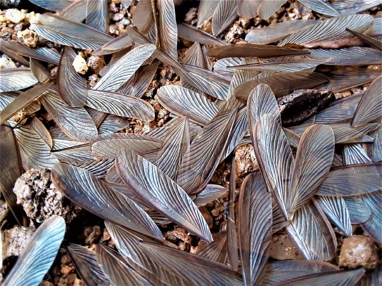 Free stock image of Termites Wing created by Infinity Focus