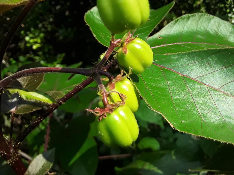 Free stock image of Jatropha Gossypifolia created by Infinity Focus