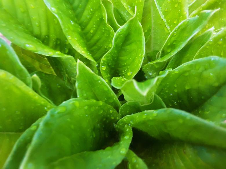 Free stock image of Leaves & Water Drops created by Infinity Focus