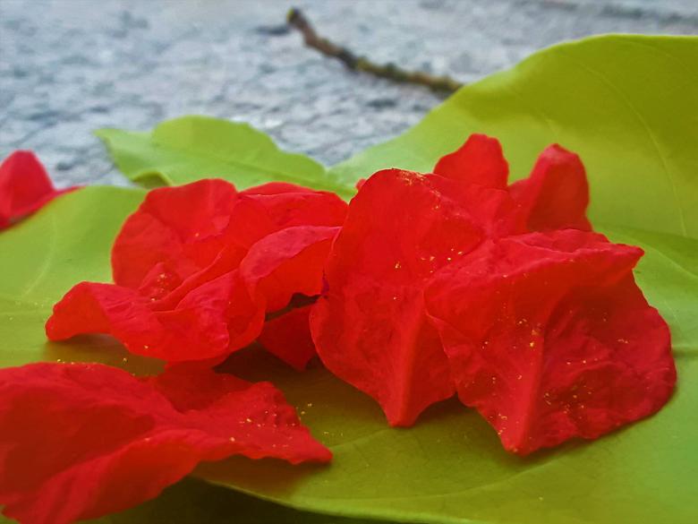 Free stock image of Red Pomegranate Flower Petals created by Infinity Focus