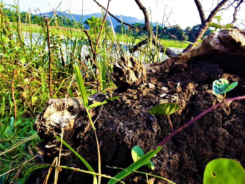 Free stock image of Grass and Fallen Wood Background created by Infinity Focus