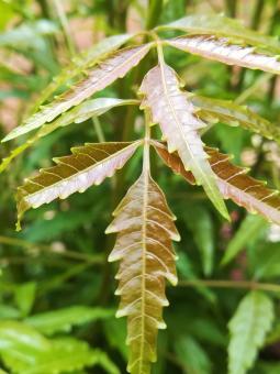 Neem Leaves - Free Stock Photo