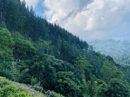 Free Stock Photo of Green Forest View